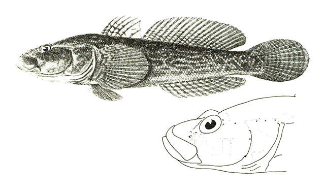 Ponticola platyrostris