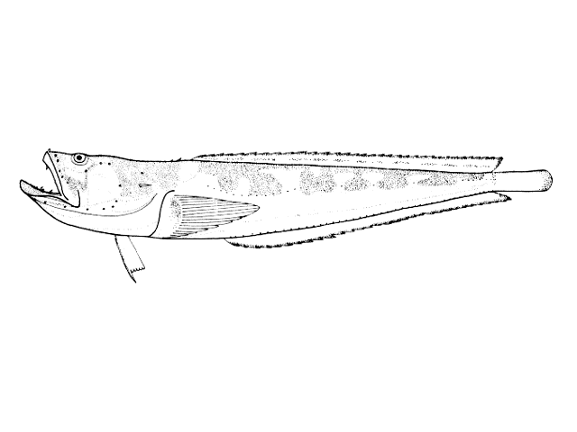 Porichthys porosissimus
