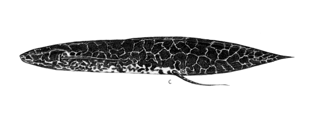 Protopterus aethiopicus