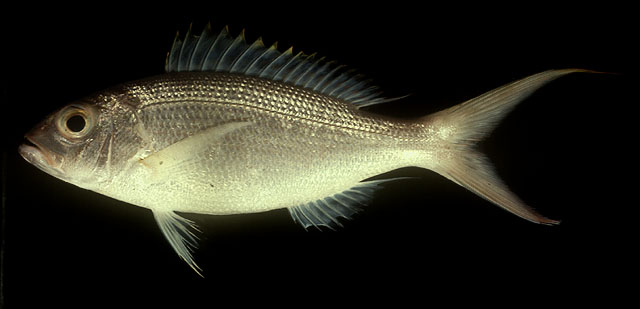 Pristipomoides flavipinnis