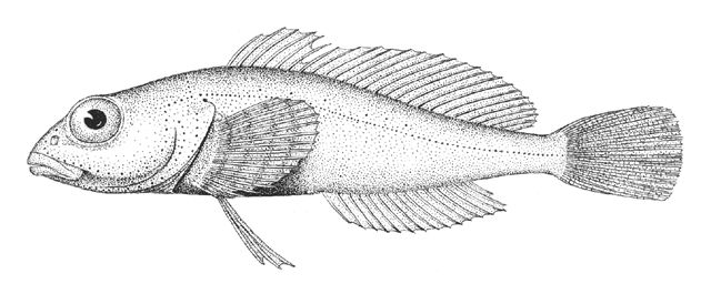 Procottus gurwicii