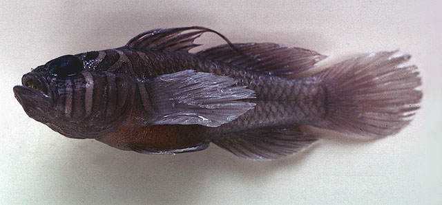 Priolepis semidoliata