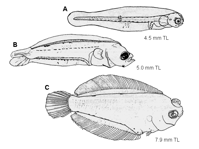 Pseudopleuronectes americanus