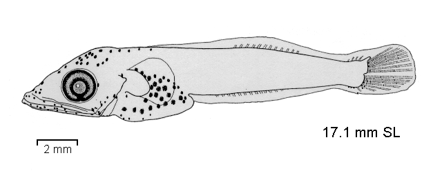 Psilodraco breviceps