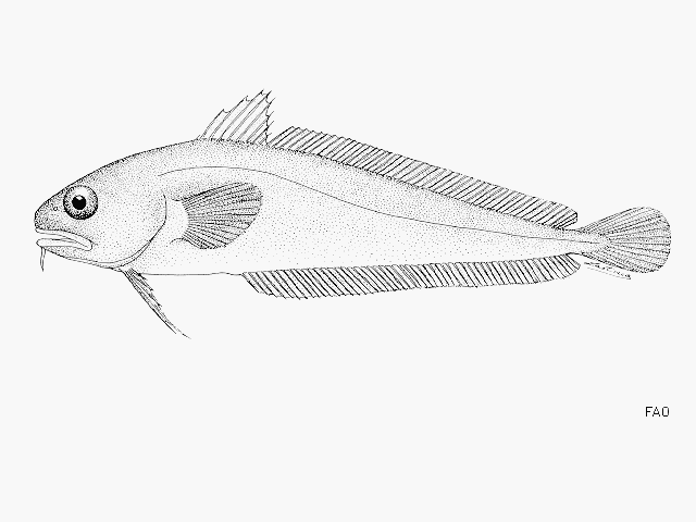 Pseudophycis breviuscula