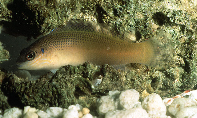 Pseudochromis caudalis