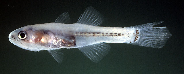 Pseudamiops diaphanes