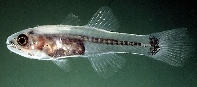 Pseudamiops diaphanes