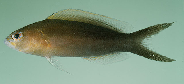 Pseudochromis dixurus