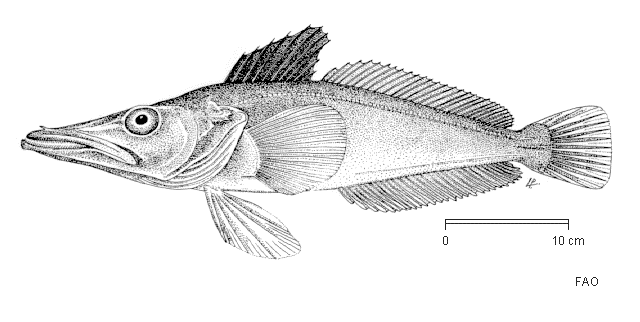 Pseudochaenichthys georgianus