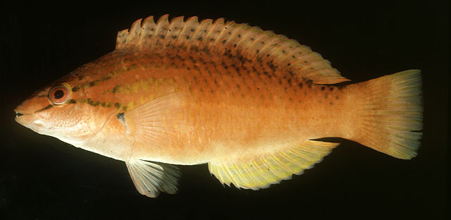 Pseudolabrus japonicus
