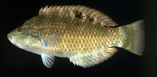 Pseudolabrus luculentus