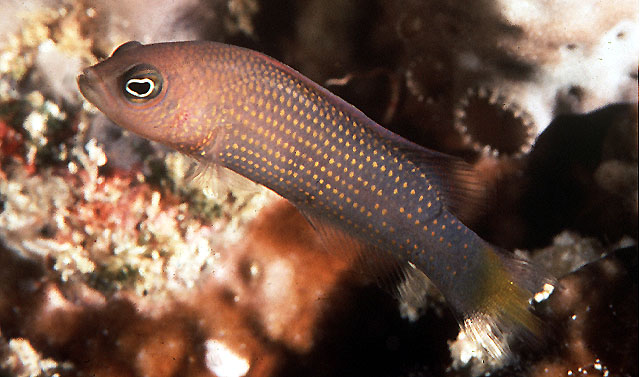 Pseudochromis marshallensis