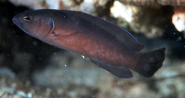 Pseudochromis melas
