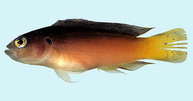 Pseudochromis melas