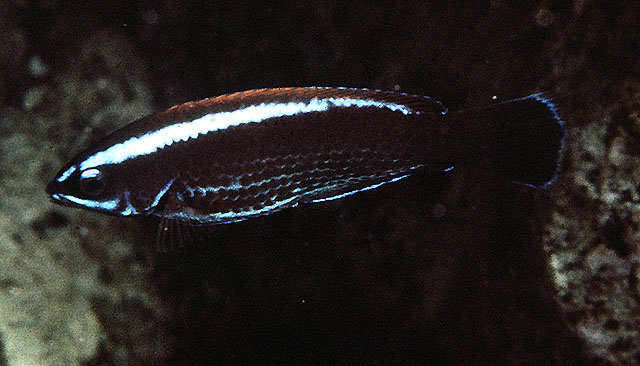 Pseudodax moluccanus