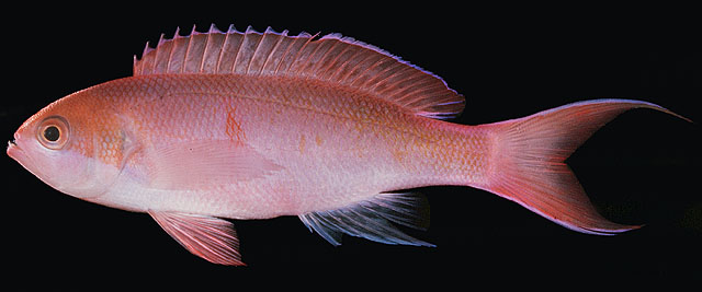 Pseudanthias mooreanus
