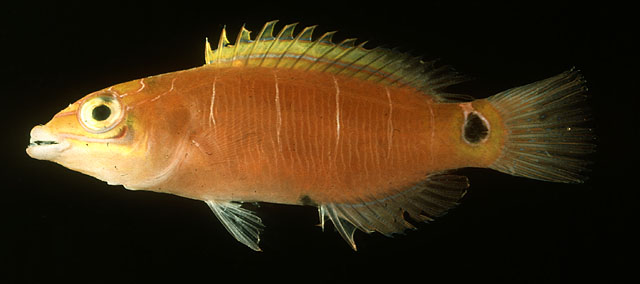 Pseudocheilinus ocellatus