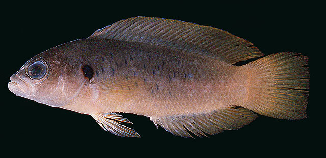 Pseudochromis olivaceus