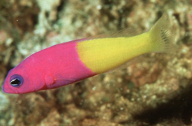 Pictichromis coralensis