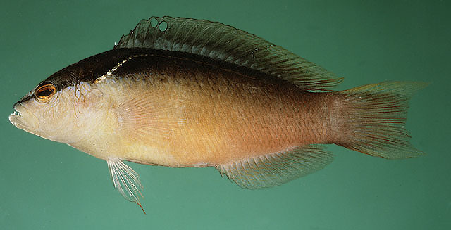 Pseudochromis perspicillatus