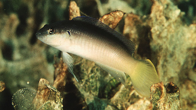 Pseudochromis pesi