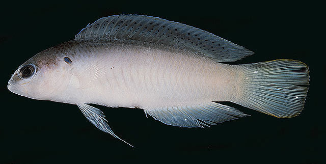 Pseudochromis pesi