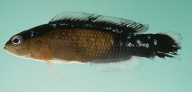 Pseudochromis coccinicauda