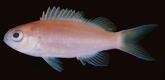 Pseudanthias thompsoni
