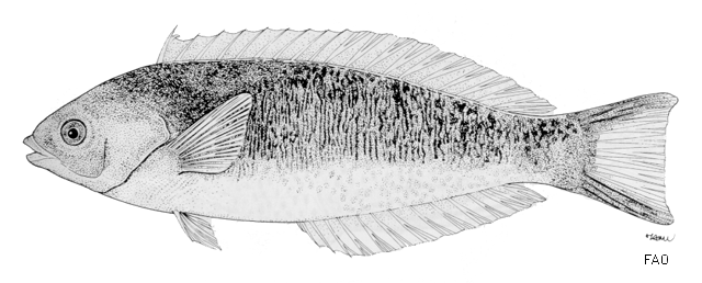 Pseudocoris yamashiroi