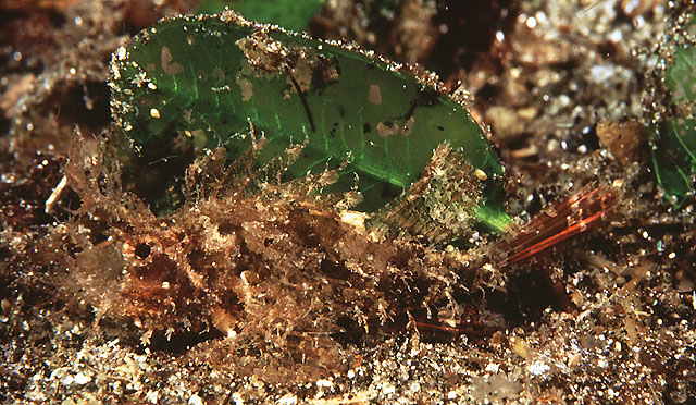 Pteroidichthys amboinensis