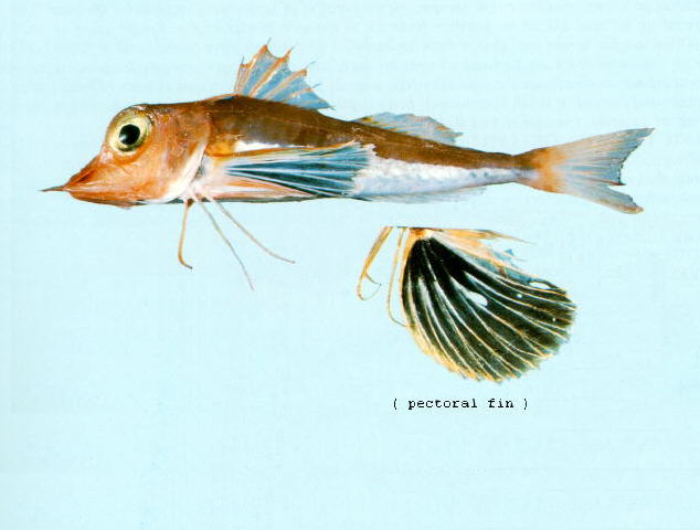 Pterygotrigla leptacanthus