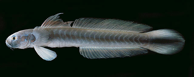 Ptereleotris melanopogon