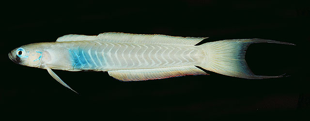 Ptereleotris monoptera