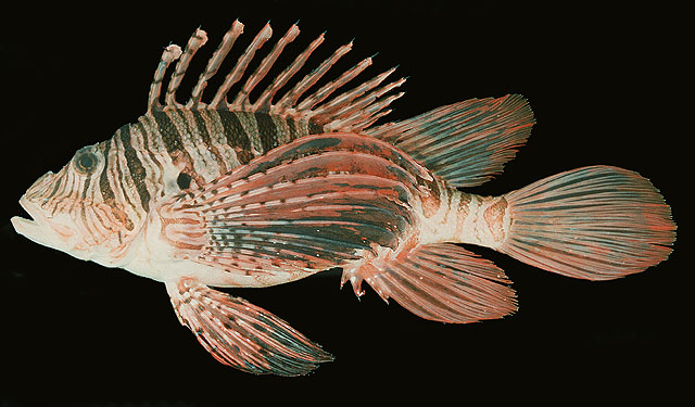 Pterois russelii