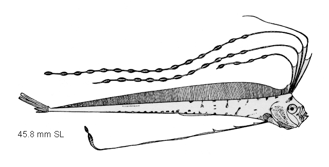 Regalecus glesne