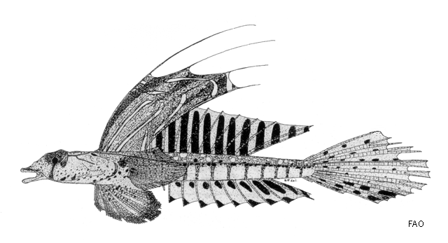 Callionymus octostigmatus