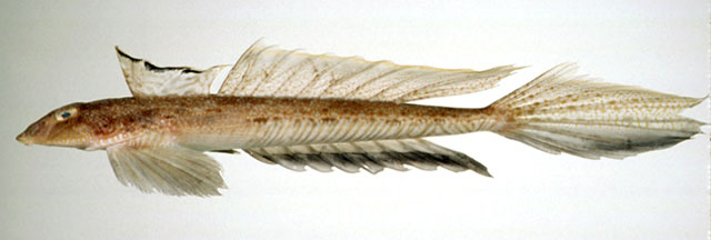Callionymus curvicornis
