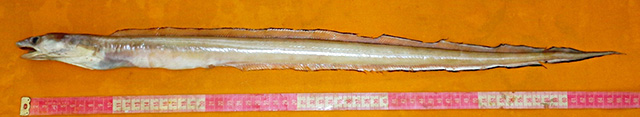 Rhynchoconger squaliceps