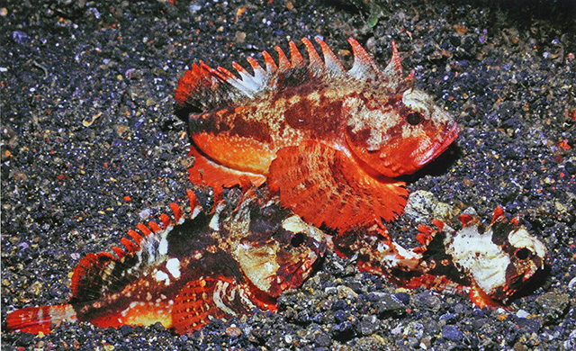 Richardsonichthys leucogaster