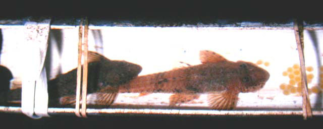 Fonchiiichthys uracanthus