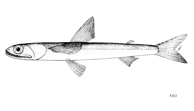 Saurida longimanus