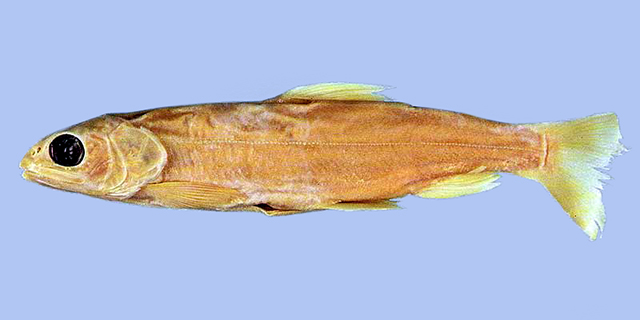 Salvelinus neocomensis
