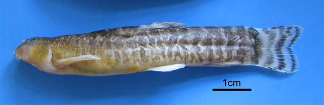 Oxynoemacheilus ceyhanensis