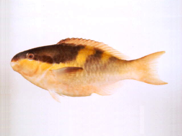 Scarus oviceps