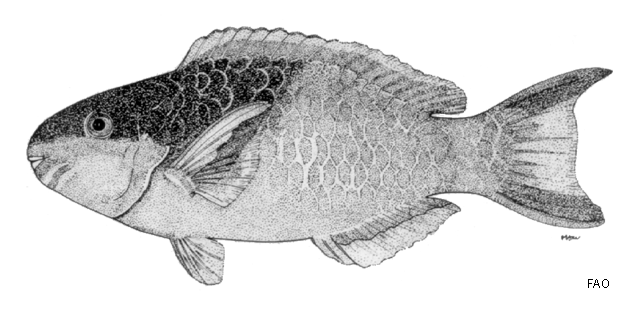 Scarus oviceps
