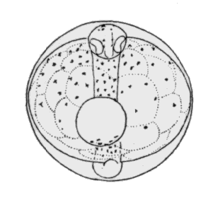 Selar crumenophthalmus