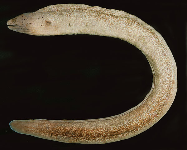 Gymnothorax griseus