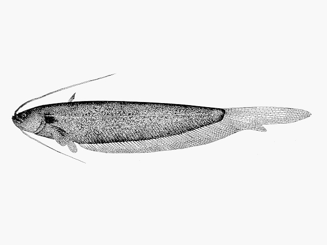 Silurichthys phaiosoma