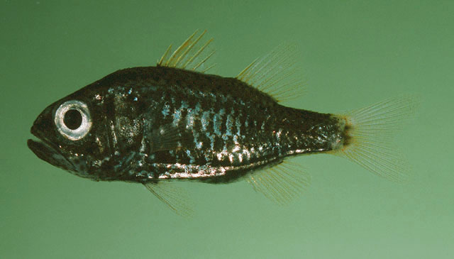 Siphamia tubifer